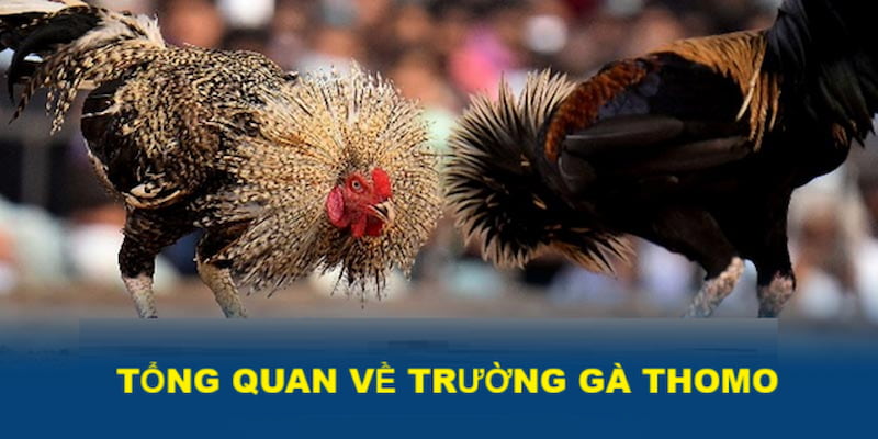 Đôi nét về trường gà Thomo nổi tiếng